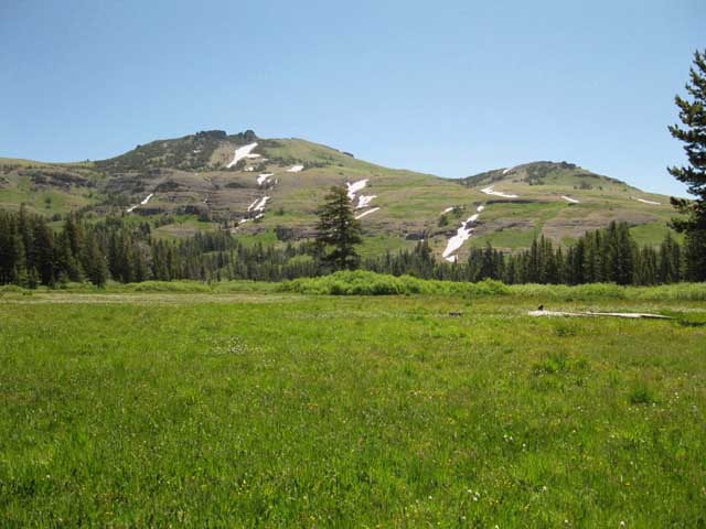 Looking South at Upper Meiss Meadow, July full bloom
